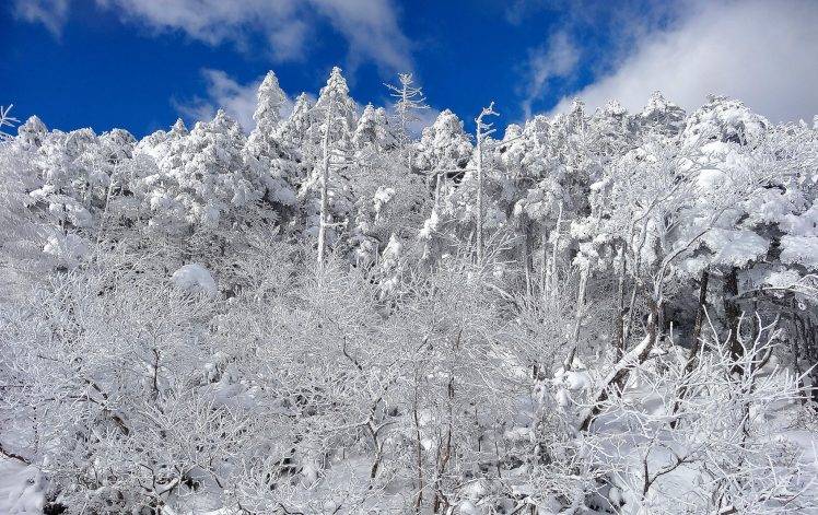 trees, Winter, Snow, Landscape HD Wallpaper Desktop Background