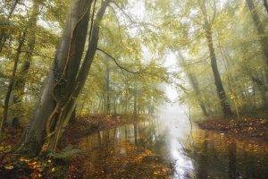 nature, Landscape, Pond, Forest, Fall, Leaves, Mist, Morning, Daylight, Trees, Germany
