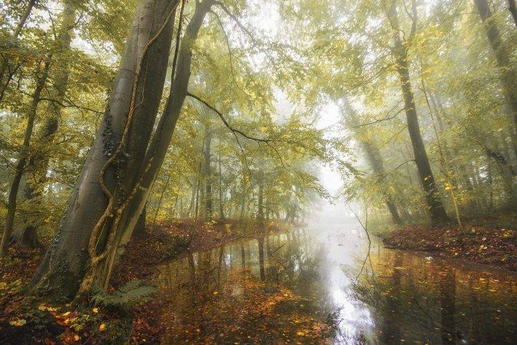 nature, Landscape, Pond, Forest, Fall, Leaves, Mist, Morning, Daylight, Trees, Germany HD Wallpaper Desktop Background