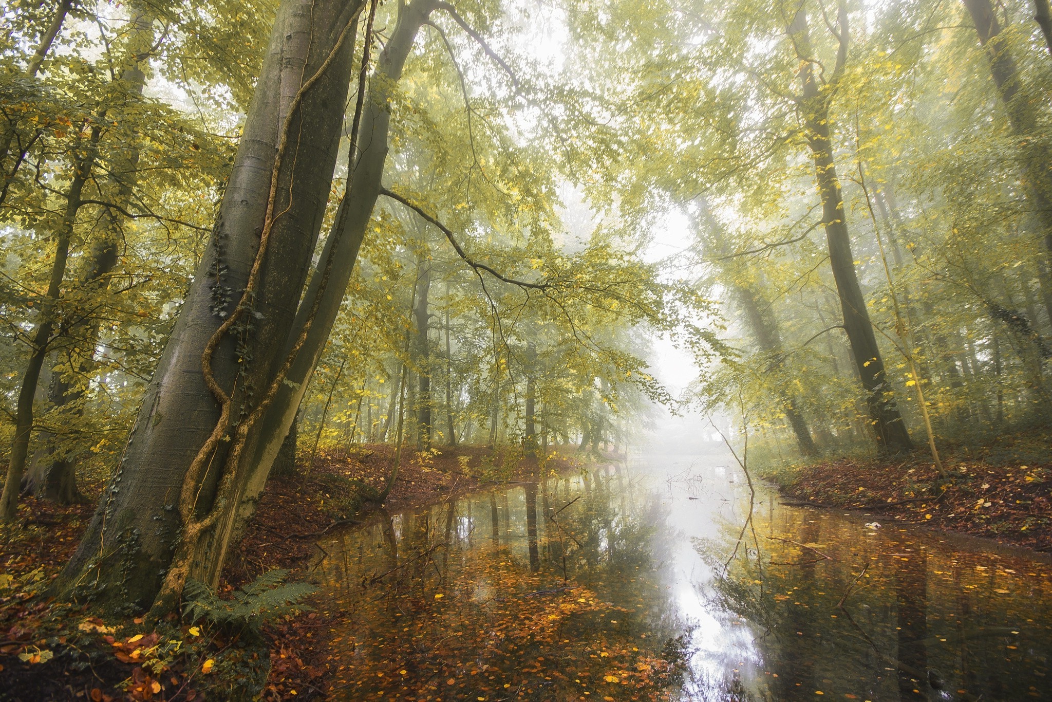 nature, Landscape, Pond, Forest, Fall, Leaves, Mist, Morning, Daylight, Trees, Germany Wallpaper