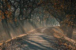 landscape, Nature, Sun Rays, Morning, Sunlight, Dirt Road, Path, Trees, Fall, Leaves, Mist, Germany