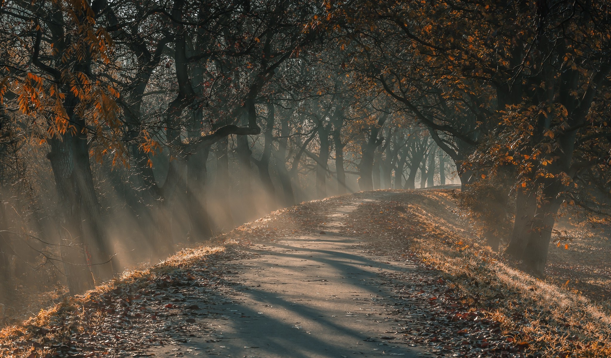 landscape, Nature, Sun Rays, Morning, Sunlight, Dirt Road, Path, Trees, Fall, Leaves, Mist, Germany Wallpaper