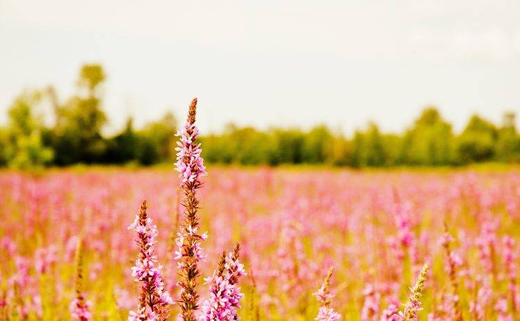 plants, Nature, Photography, Field, Depth Of Field, Landscape HD Wallpaper Desktop Background
