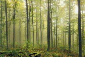 nature, Landscape, Green, Forest, Mist, Morning, Daylight, Moss, Trees, Germany