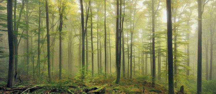 nature, Landscape, Green, Forest, Mist, Morning, Daylight, Moss, Trees, Germany HD Wallpaper Desktop Background
