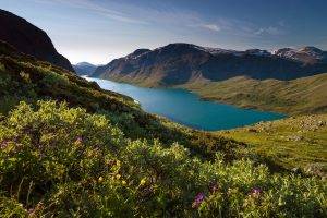 nature, Landscape, Mountain, Fjord, Snowy Peak, Sunlight, Grass, Wildflowers, Summer, Norway