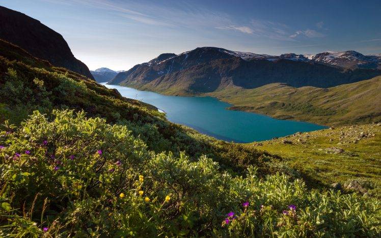 nature, Landscape, Mountain, Fjord, Snowy Peak, Sunlight, Grass, Wildflowers, Summer, Norway HD Wallpaper Desktop Background