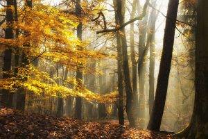 landscape, Nature, Sunlight, Fall, Leaves, Forest, Mist, Yellow, Trees