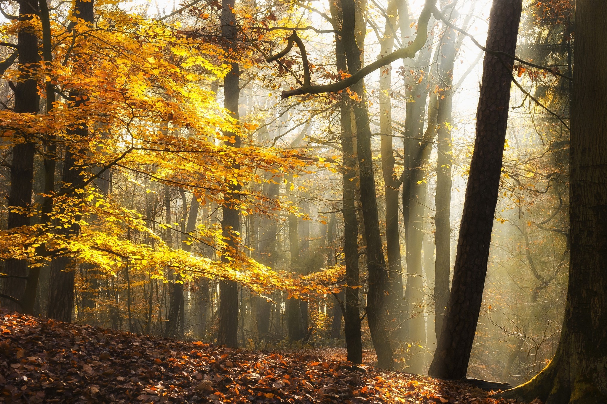 landscape, Nature, Sunlight, Fall, Leaves, Forest, Mist, Yellow, Trees Wallpaper