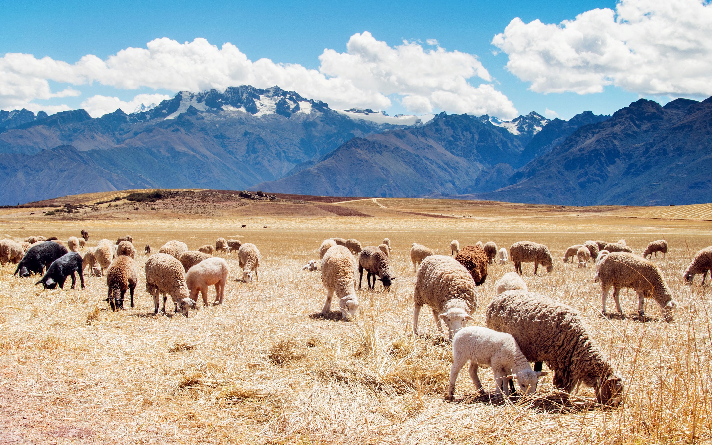 Peru, Mountain, Landscape, Nature, Animals, Sheep Wallpapers HD