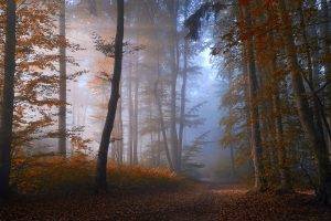 nature, Landscape, Forest, Fall, Mist, Path, Trees, Morning, Sunlight, Atmosphere