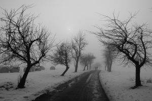 people, Photography, Nature, Landscape, Winter, Trees, Road, Snow