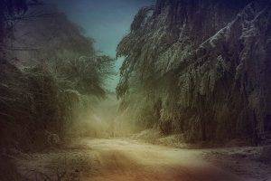 mist, Nature, Landscape, Trees, Winter, Dirt Road, Snow, Frost, Cold