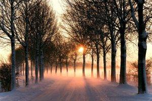 photography, Nature, Plants, Landscape, Road, Snow, Winter, Trees, Sunrise, Mist
