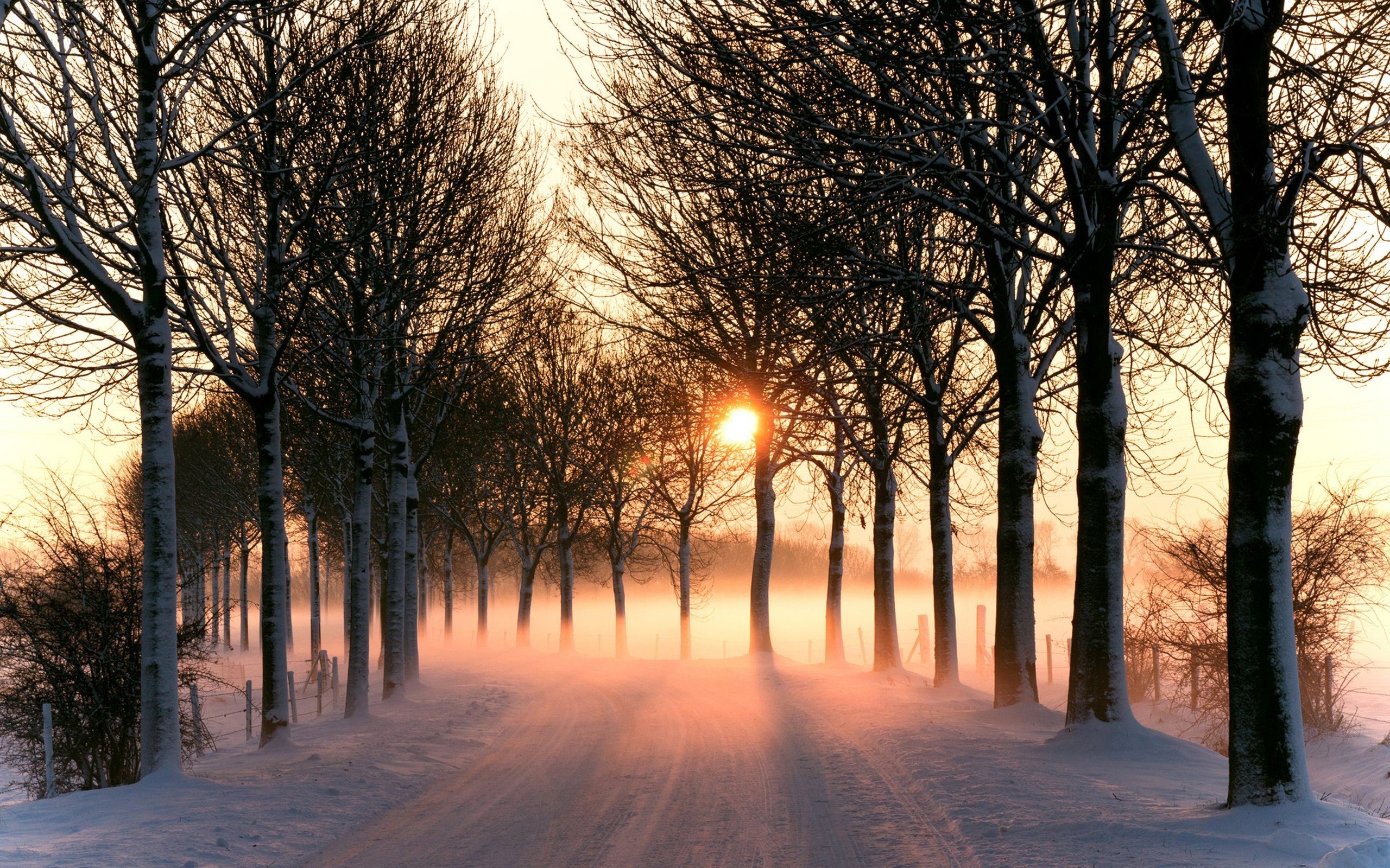 photography, Nature, Plants, Landscape, Road, Snow, Winter, Trees, Sunrise, Mist Wallpaper