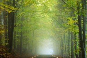landscape, Nature, Road, Forest, Morning, Sunlight, Mist, Trees, Green, Leaves, Tunnel, Czech Republic