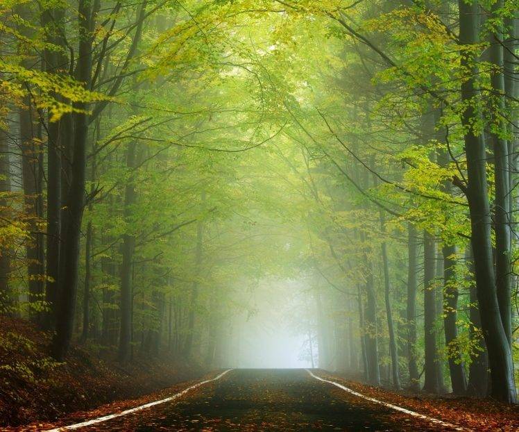 landscape, Nature, Road, Forest, Morning, Sunlight, Mist, Trees, Green, Leaves, Tunnel, Czech Republic HD Wallpaper Desktop Background