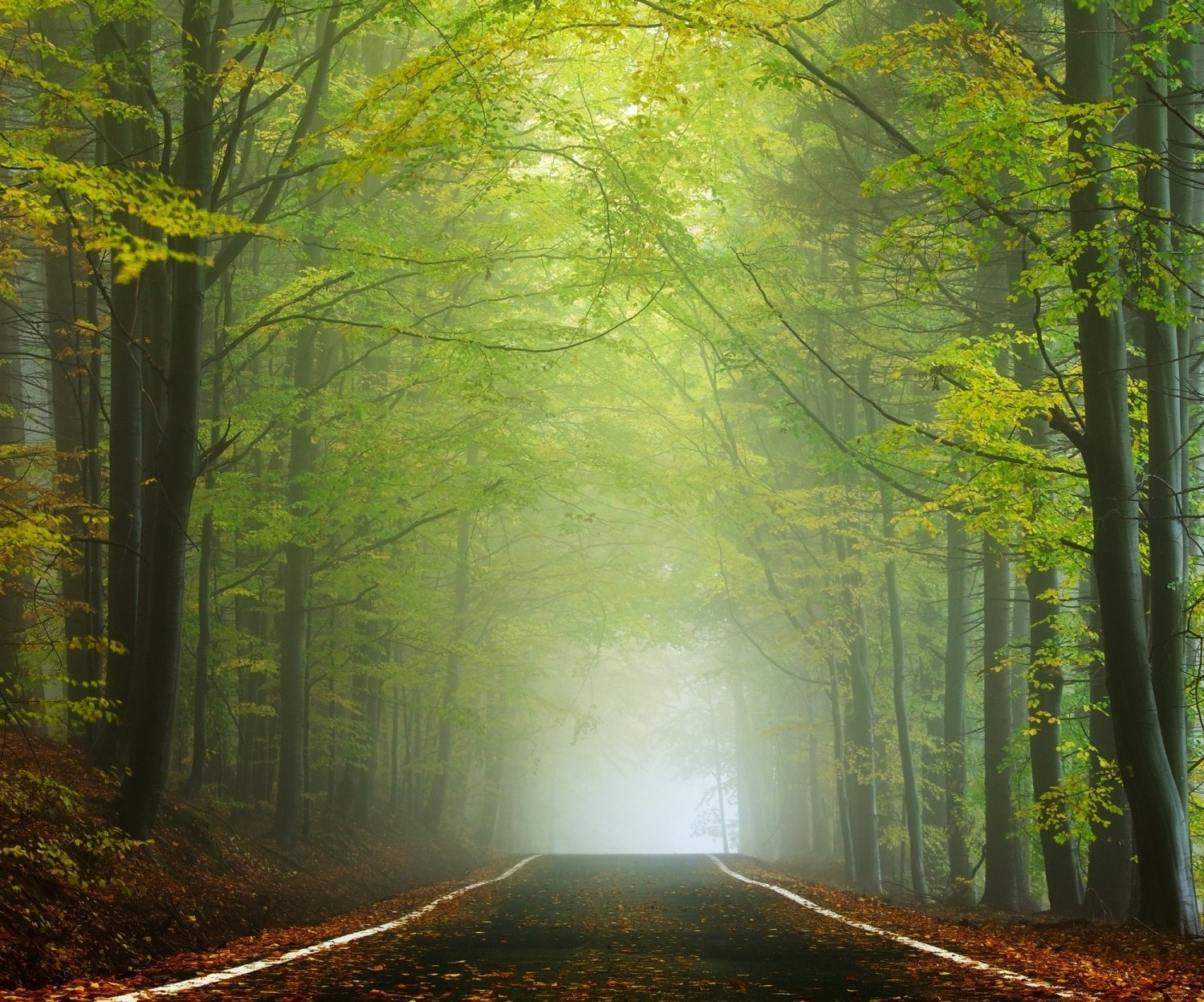 landscape, Nature, Road, Forest, Morning, Sunlight, Mist, Trees, Green, Leaves, Tunnel, Czech Republic Wallpaper
