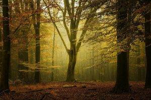 landscape, Nature, Fall, Forest, Sunlight, Mist, Leaves, Calm, Trees, Netherlands