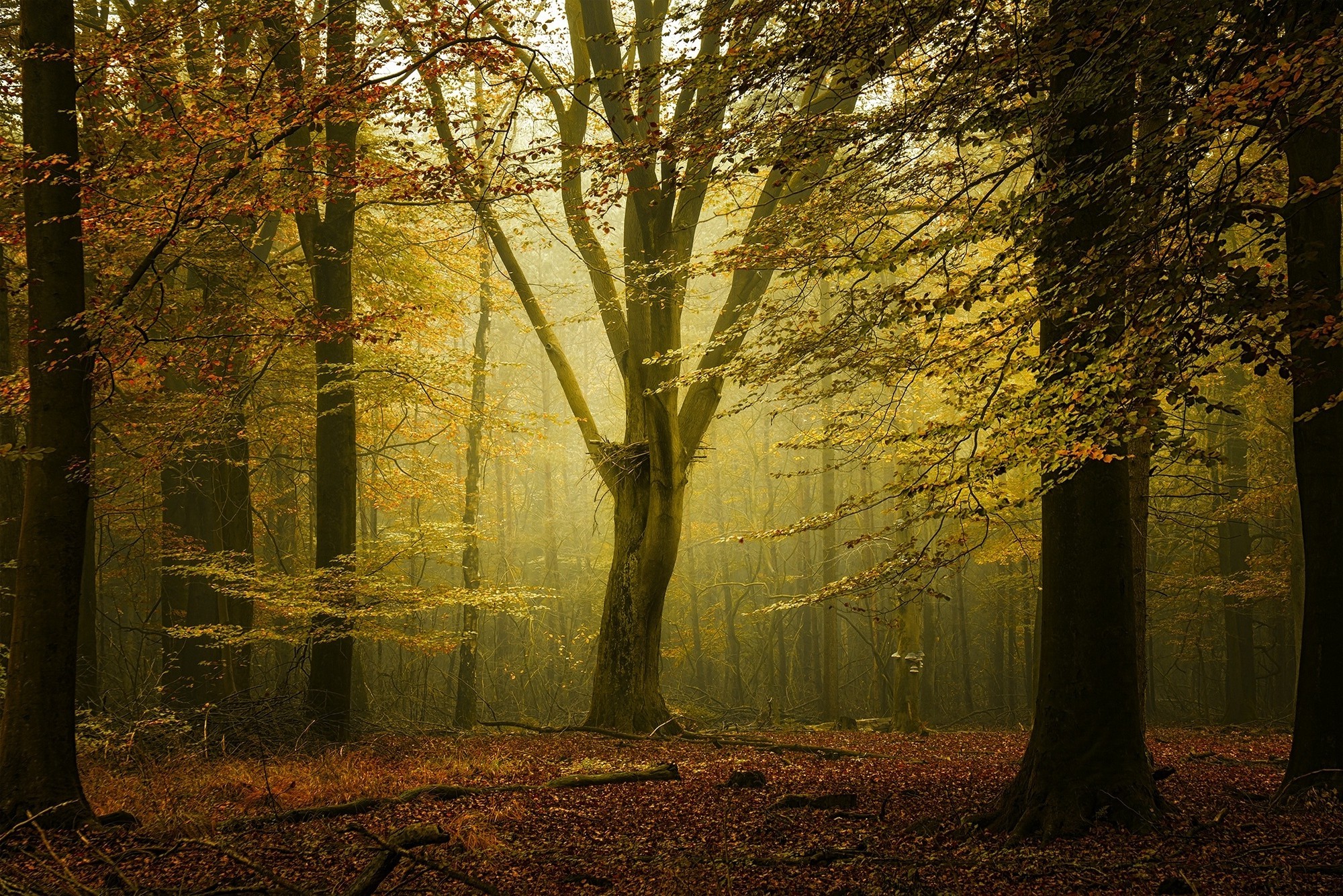 Landscape Nature Fall Forest Sunlight Mist Leaves Calm Trees