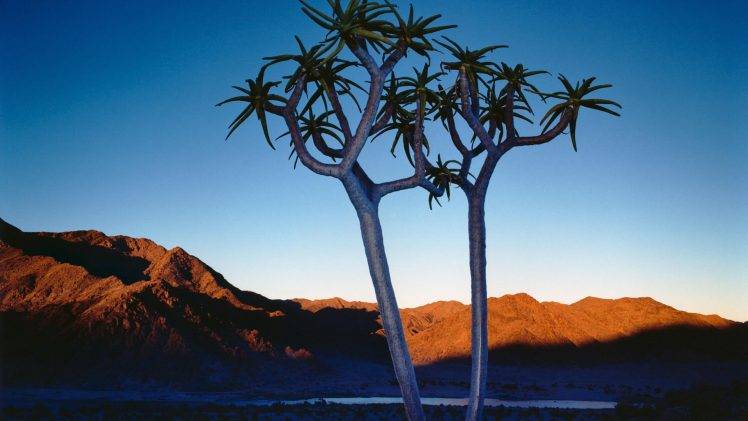 photography, Landscape, Plants, Desert, Hill HD Wallpaper Desktop Background