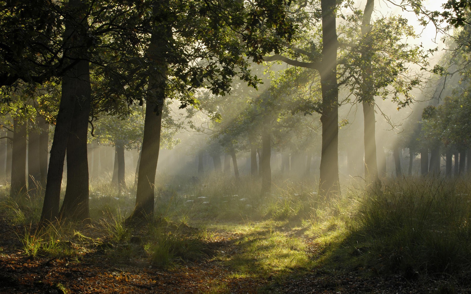 photography, Landscape, Forest, Trees, Sun Rays, Plants Wallpaper