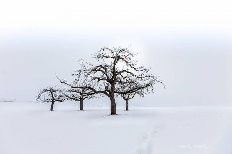 landscape, Trees, Seasons, Nature, Snow HD Wallpaper Desktop Background