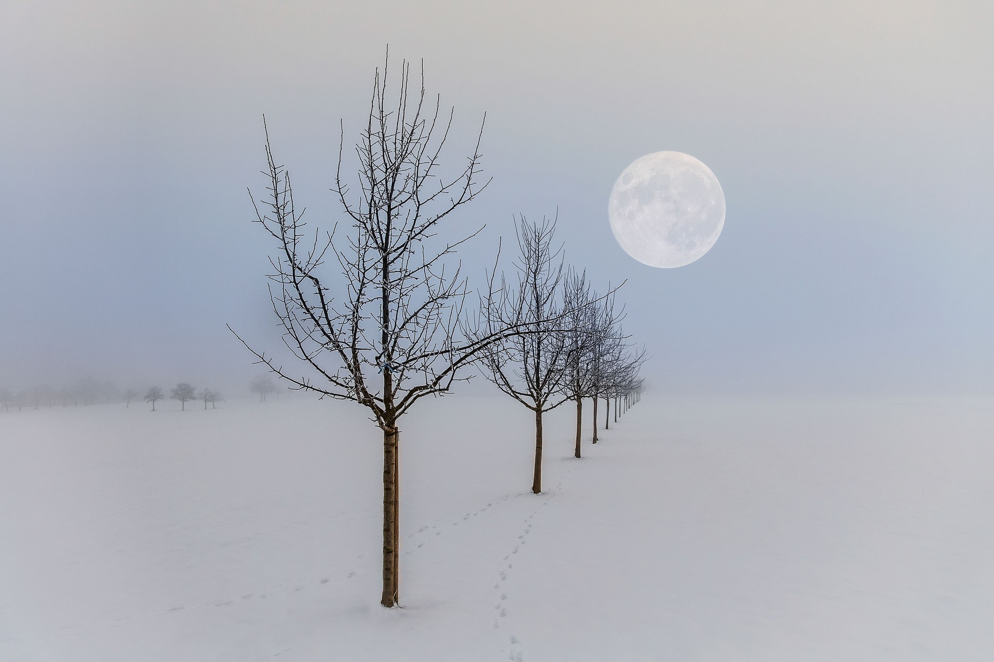 winter, Moon, Landscape, Nature, Seasons, Trees Wallpaper