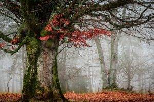 mist, Nature, Landscape, Trees