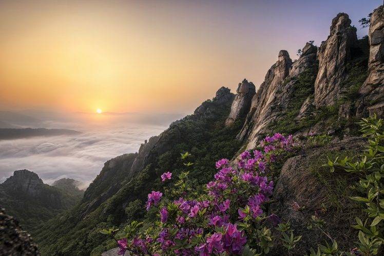 nature, Landscape, Sunrise, Purple, Flowers, Mountain, Clouds, Mist, Sunlight HD Wallpaper Desktop Background