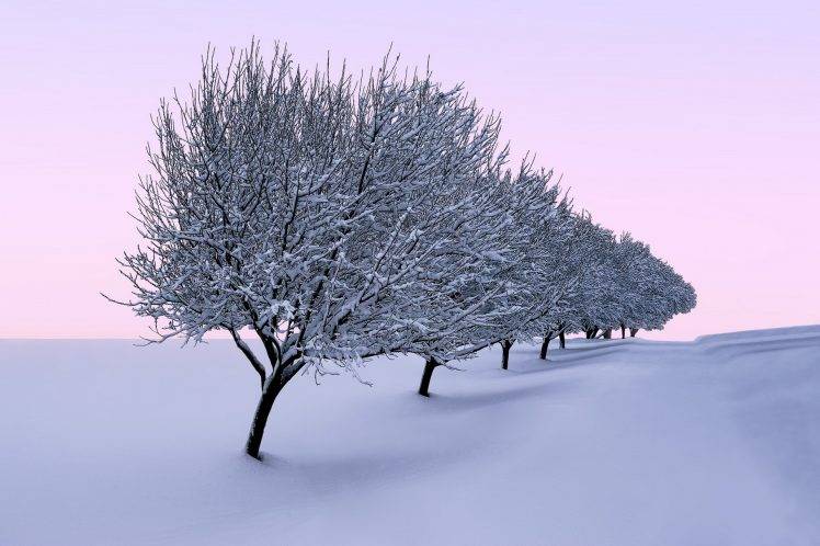 trees, Seasons, Landscape, Nature, Winter HD Wallpaper Desktop Background