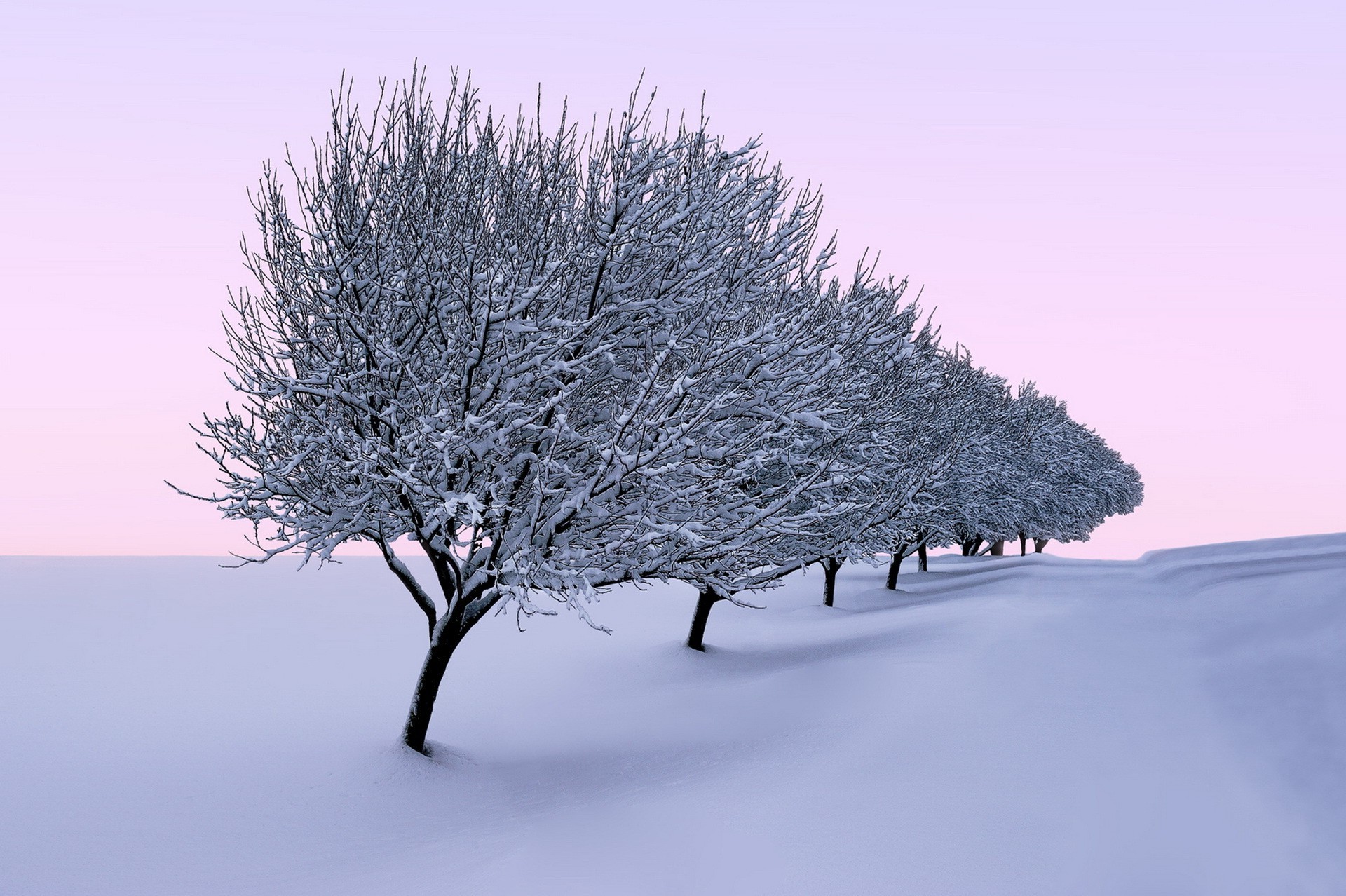 trees, Seasons, Landscape, Nature, Winter Wallpaper