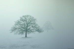 photography, Nature, Landscape, Trees, Mist, Snow, Winter