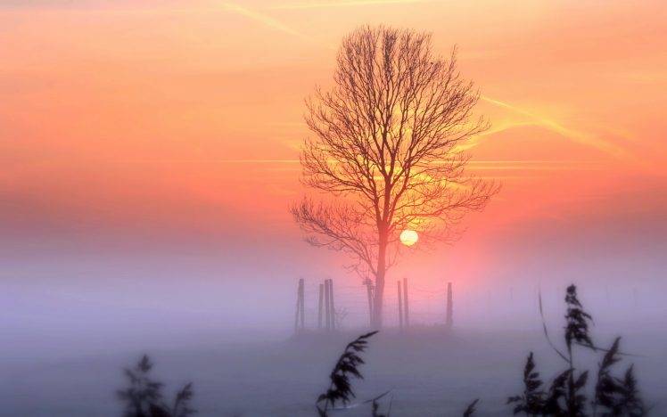 sunlight, Trees, Winter, Nature, Landscape HD Wallpaper Desktop Background