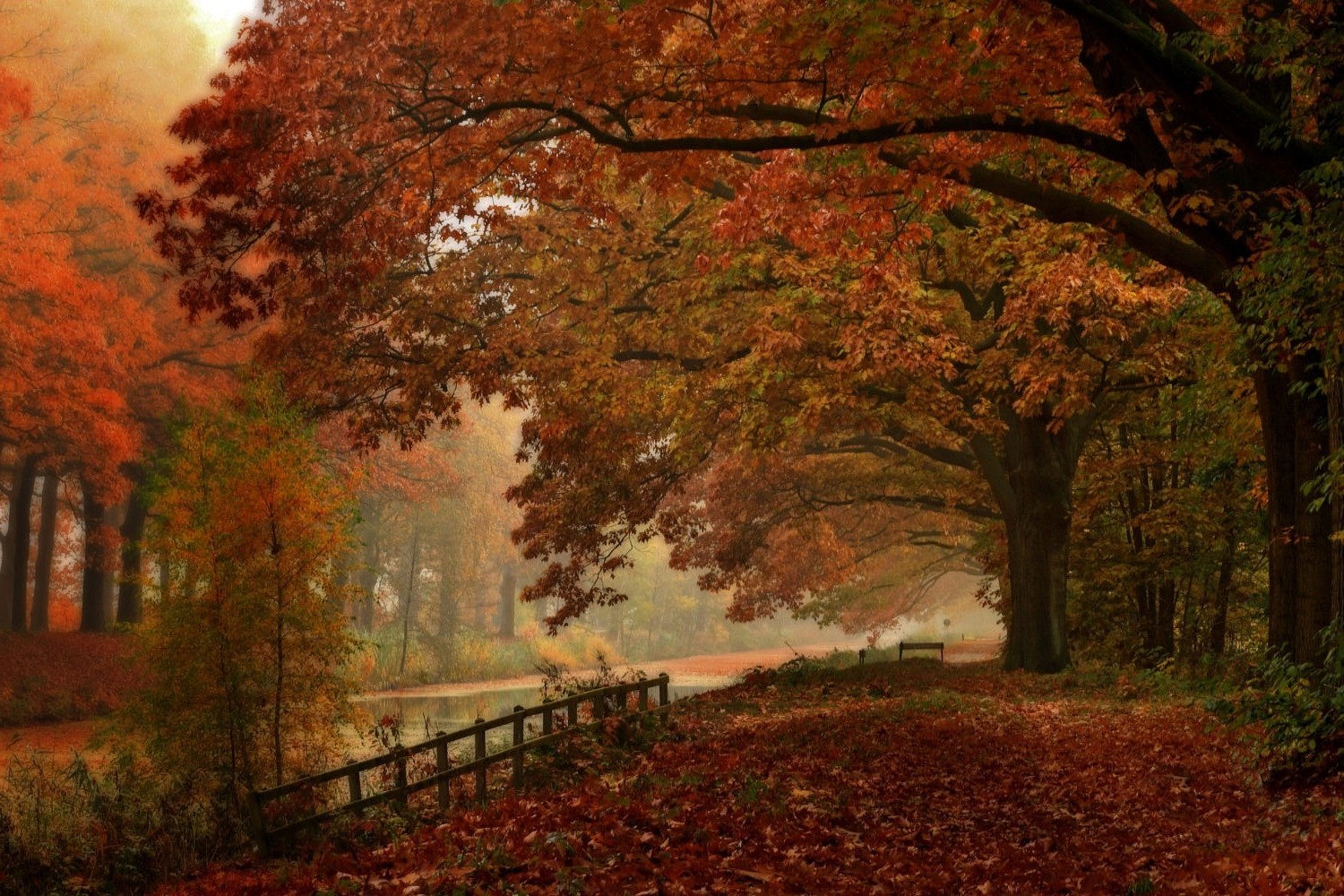 walking, Landscape, Nature, Forest, Fall, River, Fence, Leaves, Trees, Mist, Netherlands Wallpaper