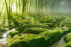 nature, Landscape, Water, Trees, Forest, Moss, Mist, Stones, Sun Rays, Morning, Green