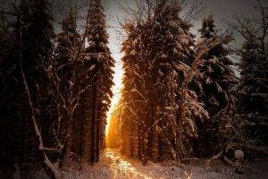 trees, Snow, Sunlight, Winter, Landscape