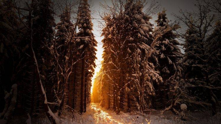trees, Snow, Sunlight, Winter, Landscape HD Wallpaper Desktop Background