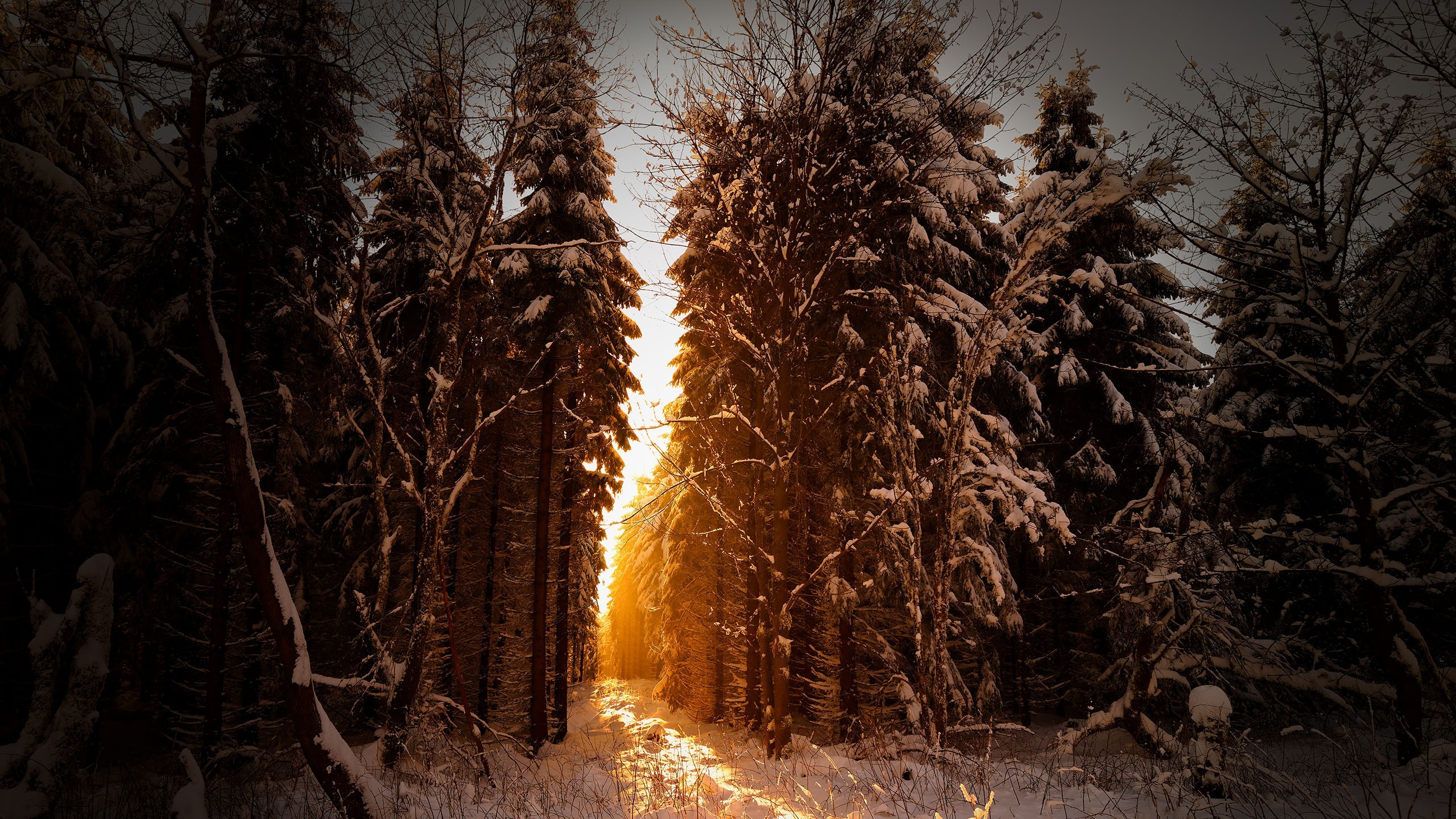 trees, Snow, Sunlight, Winter, Landscape Wallpaper