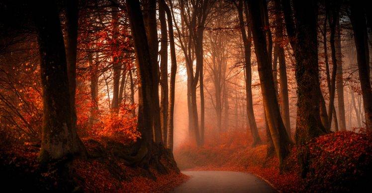 trees, Path, Forest, Fall, Leaves, Landscape HD Wallpaper Desktop Background