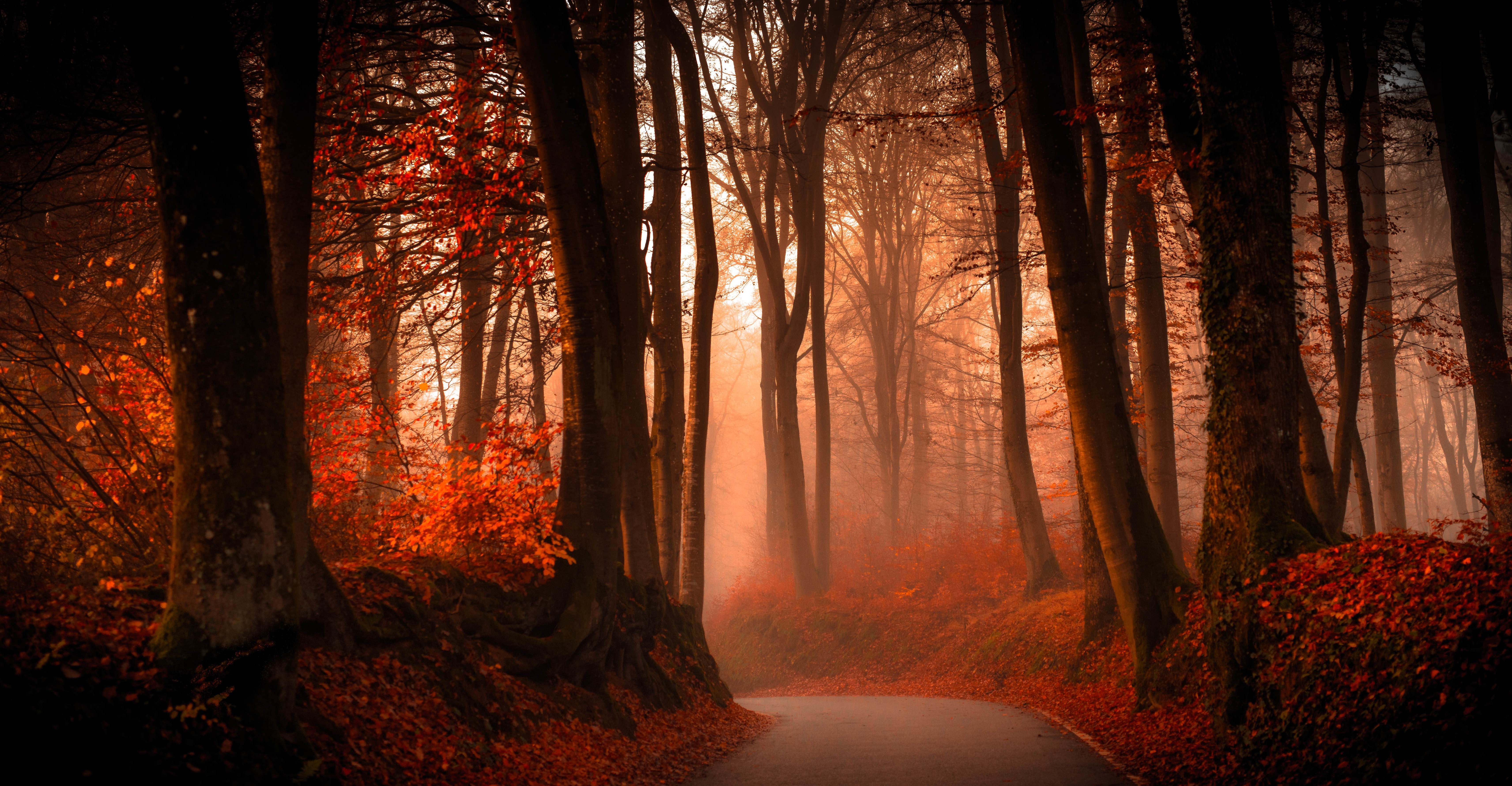 trees, Path, Forest, Fall, Leaves, Landscape Wallpapers HD / Desktop ...