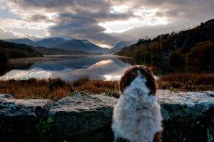 landscape, Nature, Dog, Animals, Lake, Mountains, Sunrise, Forest, Fall, Shrubs, Clouds, Sky, Water, Reflection