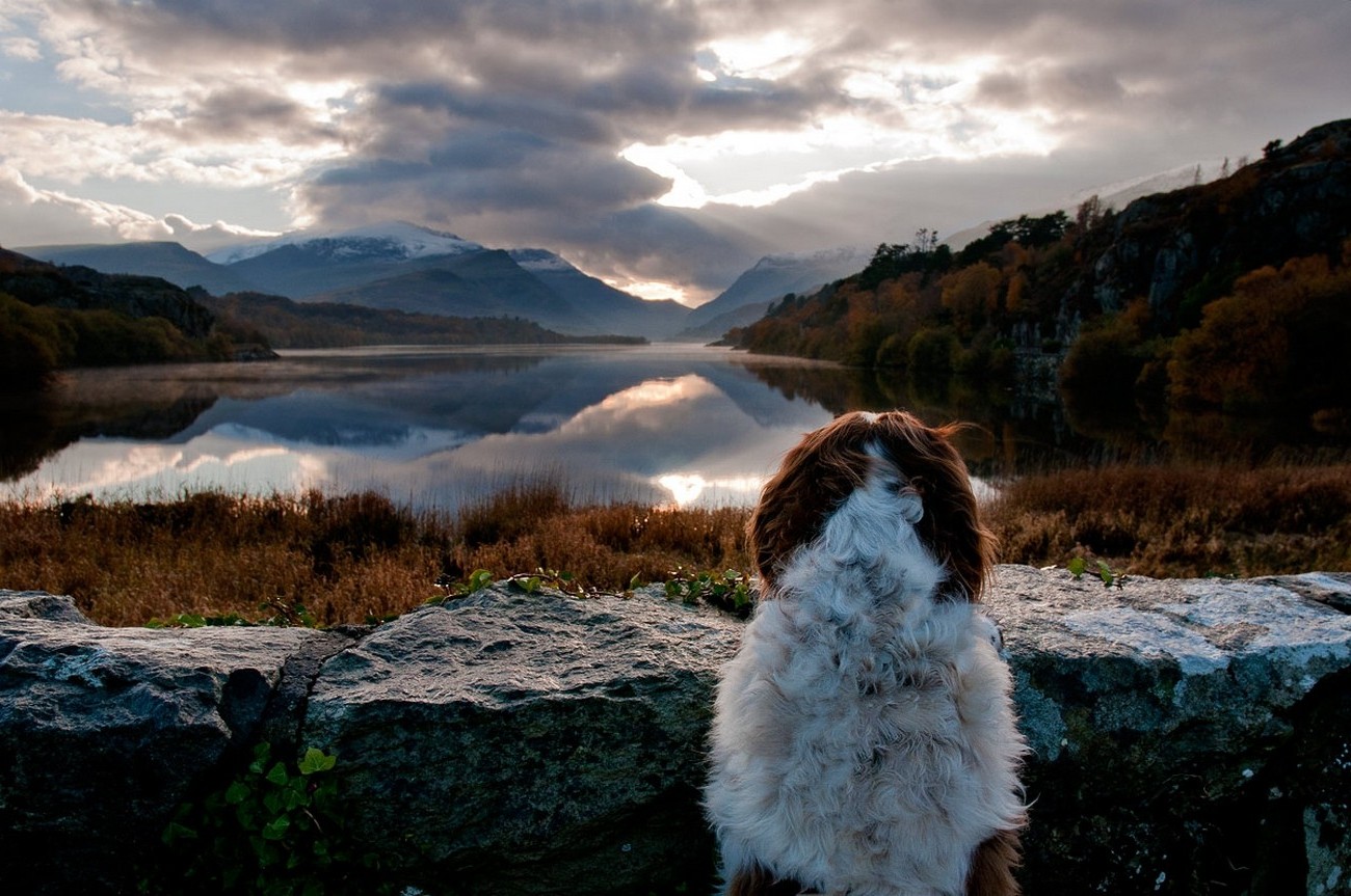 landscape, Nature, Dog, Animals, Lake, Mountains, Sunrise, Forest, Fall, Shrubs, Clouds, Sky, Water, Reflection Wallpaper
