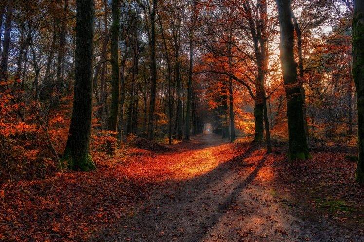 landscape, Nature, Path, Fall, Forest, Red, Leaves, Sunlight, Dirt Road, Trees HD Wallpaper Desktop Background