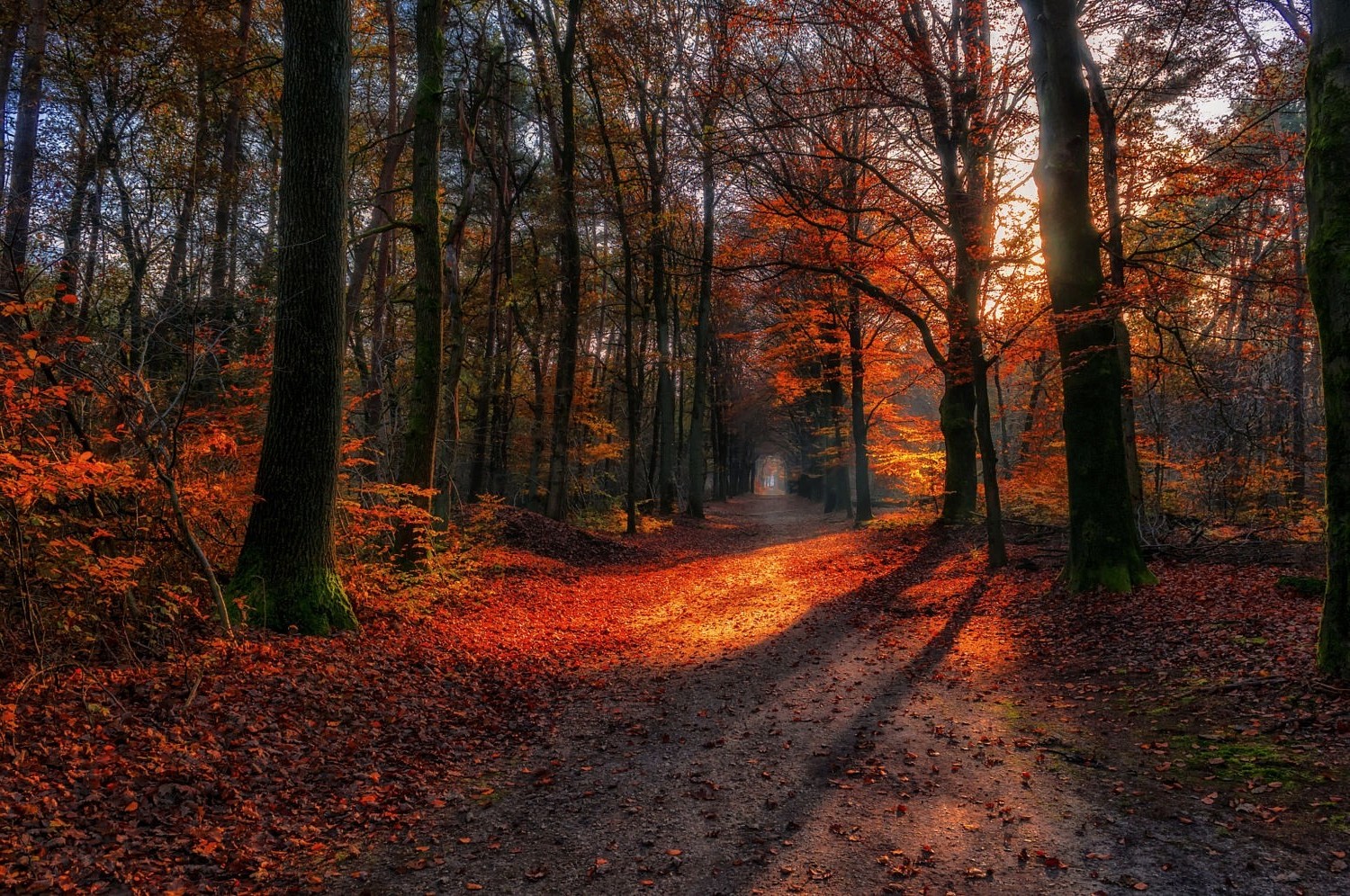 landscape, Nature, Path, Fall, Forest, Red, Leaves, Sunlight, Dirt Road, Trees Wallpaper