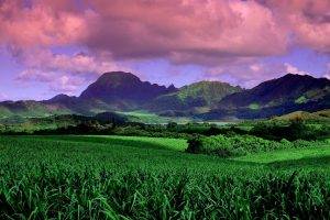 nature, Landscape, Field, Green, Mountains, Clouds, Sunset, Daylight, Trees, Hawaii