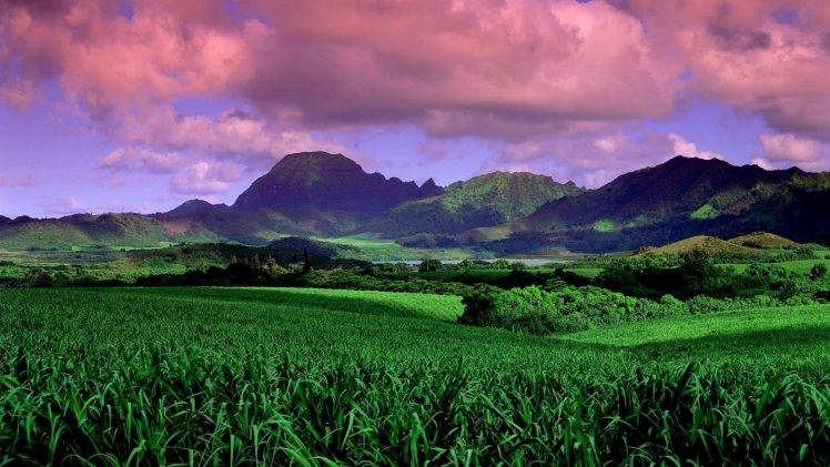 nature, Landscape, Field, Green, Mountains, Clouds, Sunset, Daylight, Trees, Hawaii HD Wallpaper Desktop Background