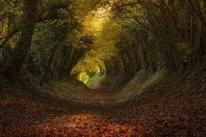 nature, Landscape, Tunnel, Trees, Path, Leaves, Sunlight