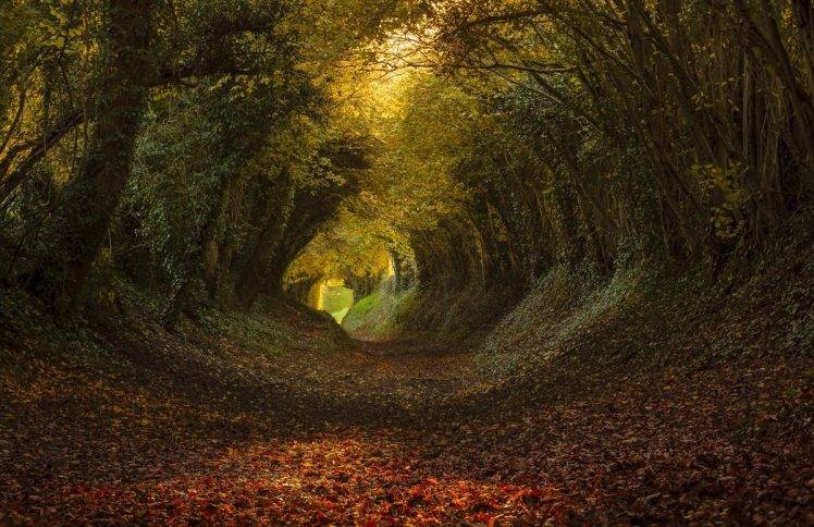 nature, Landscape, Tunnel, Trees, Path, Leaves, Sunlight HD Wallpaper Desktop Background