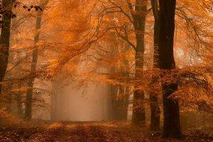 nature, Landscape, Fall, Forest, Path, Mist, Dirt Road, Amber, Leaves, Netherlands